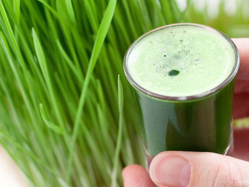 Wheatgrass Juice Uncovered: Health Benefits, Side Effects, and Uses
