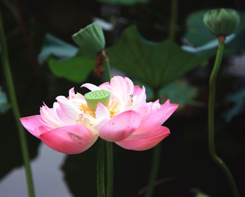 Tratak Meditation Techniques For A Cleansed Mind | I Fashion Styles