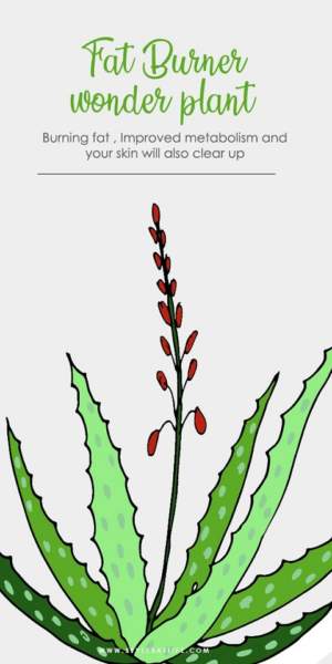 Weight Loss: How Does Aloe Vera Juice Help You Lose Weight?