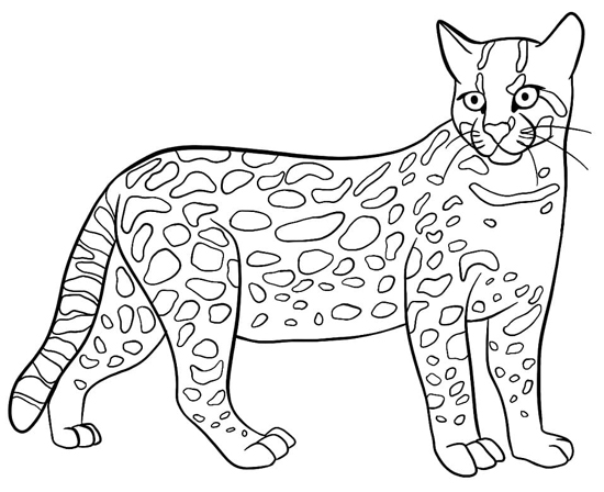 Cat Coloring Pages: Best 15 Free Cat Colouring Sheets for Kids