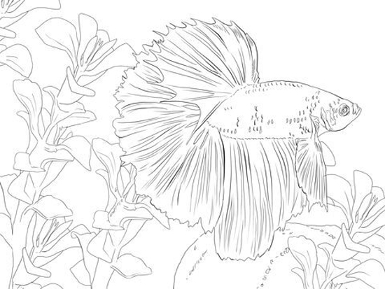 15 Best Fish Coloring Pages Suitable for Kids of All Ages
