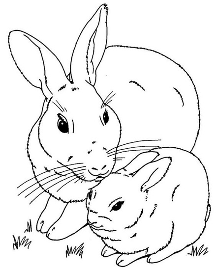 15 Beautiful Rabbit Coloring Pages for Kids in 2023