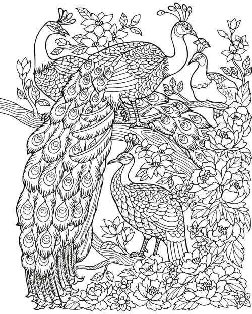 20 Attractive Birds Coloring Pages for Kids of All Ages