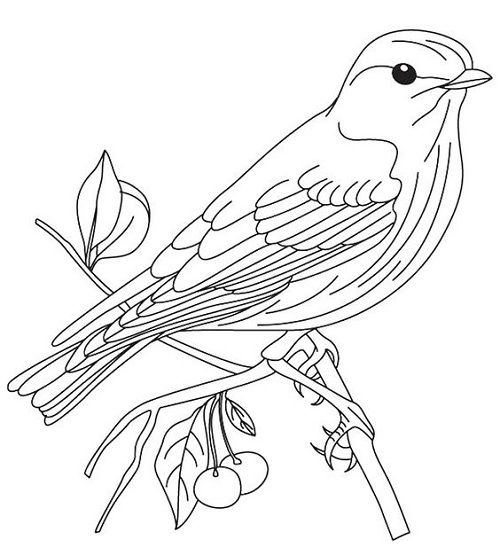 20 Attractive Birds Coloring Pages for Kids of All Ages