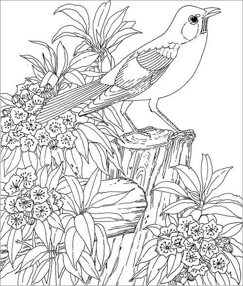 20 Attractive Birds Coloring Pages for Kids of All Ages