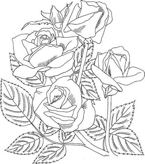 14 Gorgeous Rose Coloring Pages for Kids and Adults