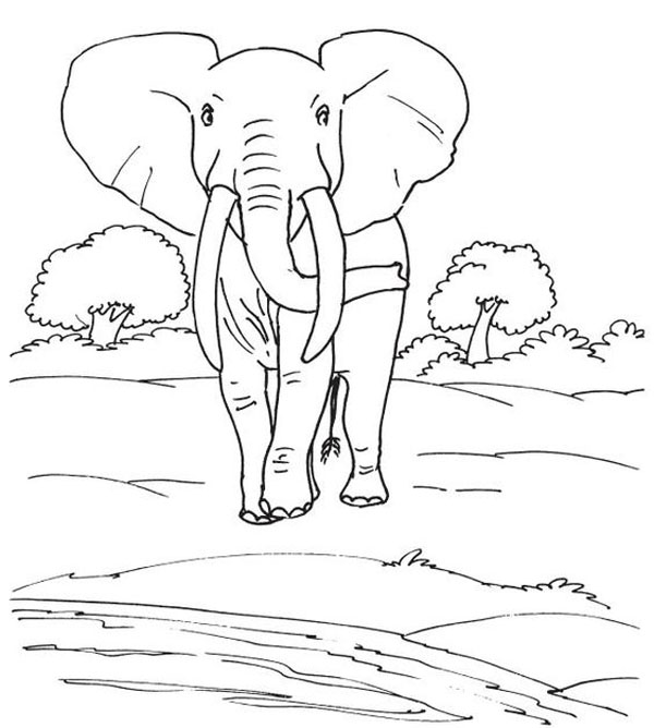 15 Best Elephant Coloring Pages with Guiding Tips