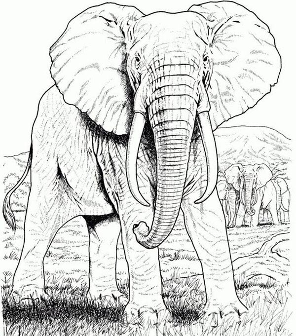 15 Best Elephant Coloring Pages with Guiding Tips