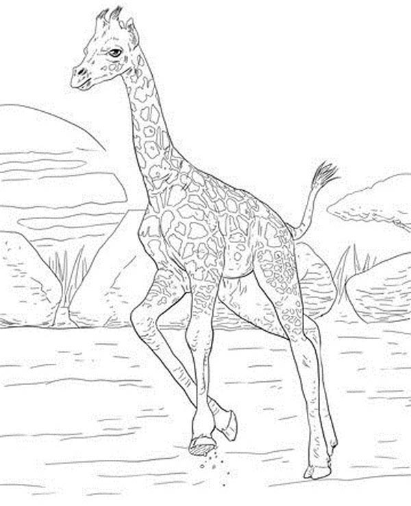 Giraffe Coloring Pages: Top 15 Sheets to Engage your Kids in 2023
