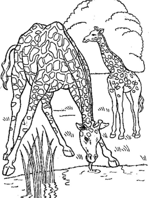 Giraffe Coloring Pages: Top 15 Sheets to Engage your Kids in 2023