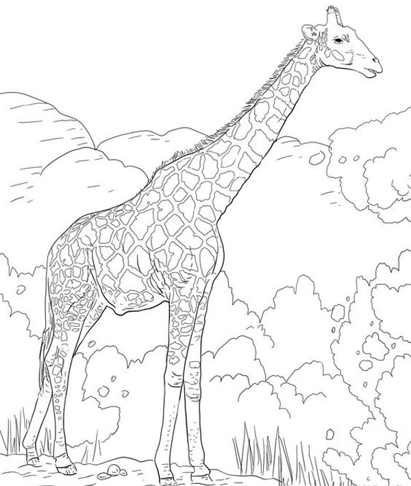 Giraffe Coloring Pages: Top 15 Sheets to Engage your Kids in 2023