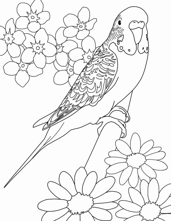 15 Beautiful Parrot Coloring Pages to Engage your Kids