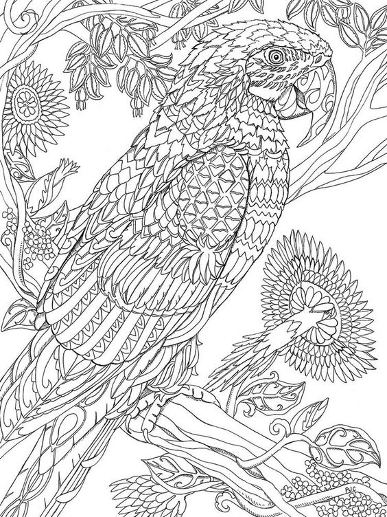15 Beautiful Parrot Coloring Pages to Engage your Kids