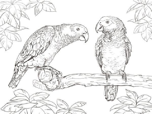 15 Beautiful Parrot Coloring Pages to Engage your Kids