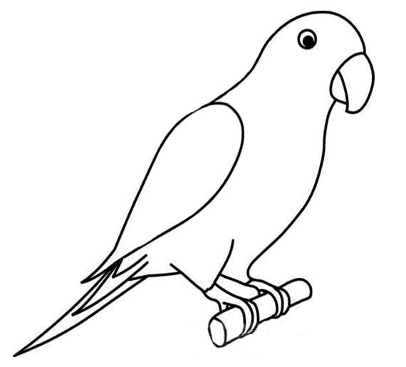 15 Beautiful Parrot Coloring Pages to Engage your Kids