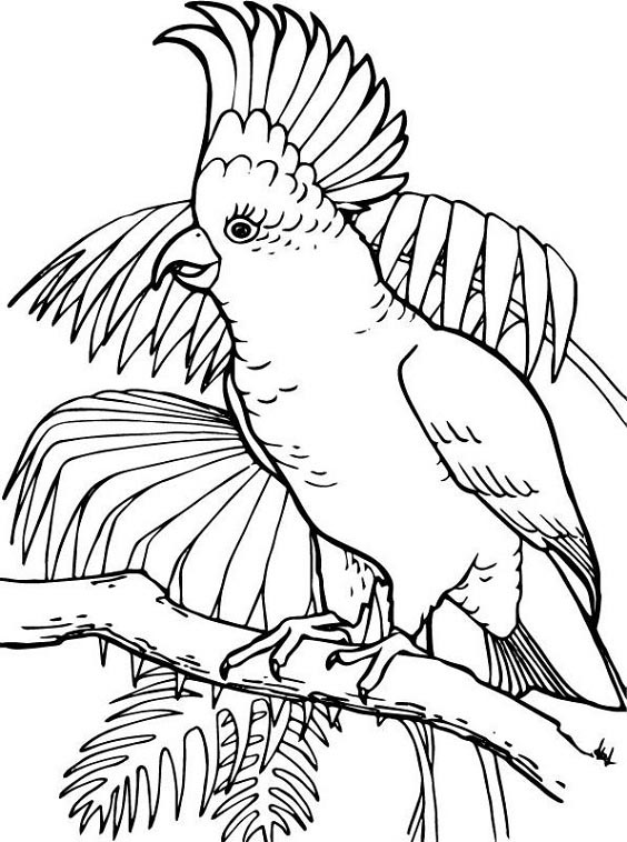 15 Beautiful Parrot Coloring Pages to Engage your Kids