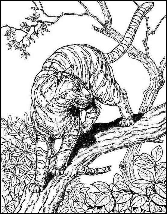 15 Best Tiger Coloring Pages for Kids and Adults in 2023