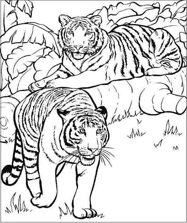 15 Best Tiger Coloring Pages for Kids and Adults in 2023