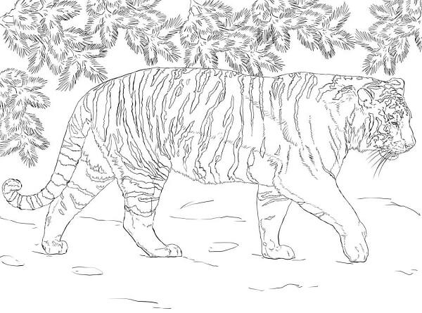 15 Best Tiger Coloring Pages for Kids and Adults in 2023