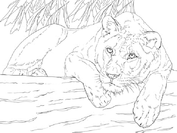 15 Majestic Lion Coloring Pages for Kids of All Ages