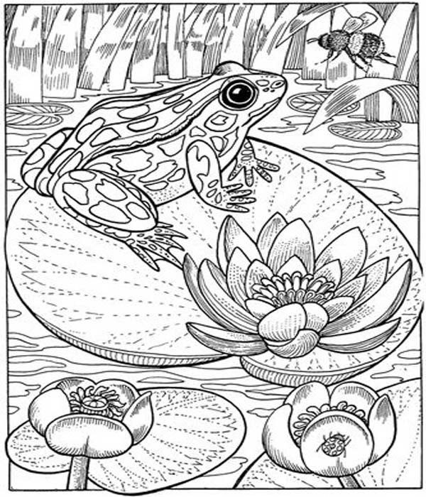 15 Cute and Quirky Frog Coloring Pages for Hours of Fun