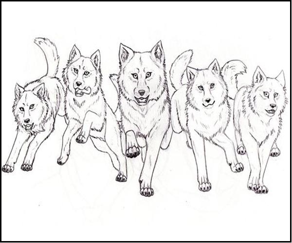 15 Creative Wolf Coloring Pages to Entertain Kids