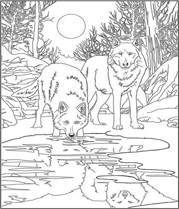 15 Creative Wolf Coloring Pages to Entertain Kids