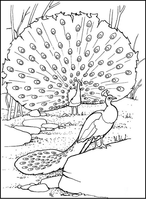 15 Peacock Coloring Pages for Kids to Have Feathery Fun