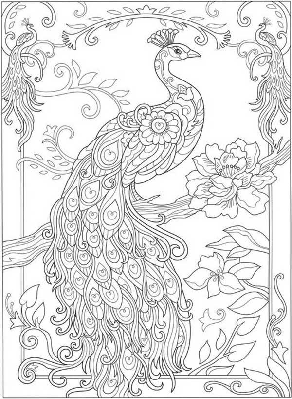 15 Peacock Coloring Pages for Kids to Have Feathery Fun