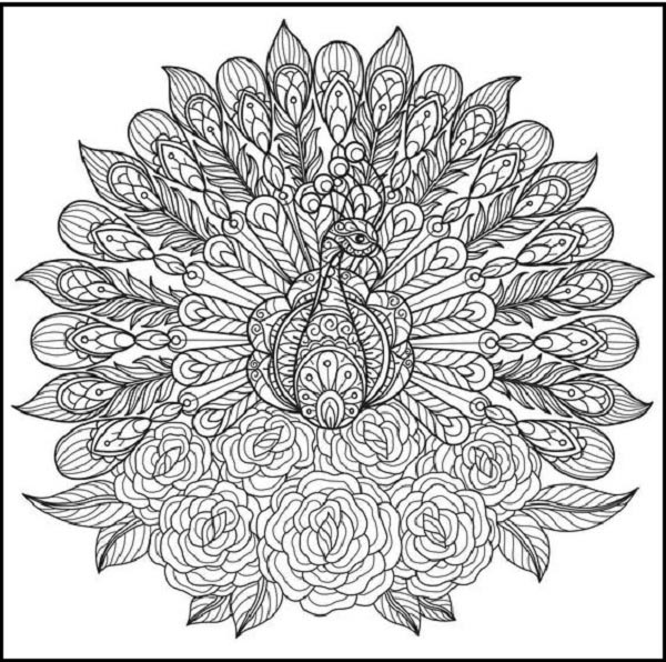 15 Peacock Coloring Pages for Kids to Have Feathery Fun
