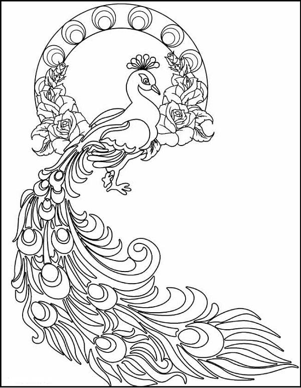 15 Peacock Coloring Pages for Kids to Have Feathery Fun