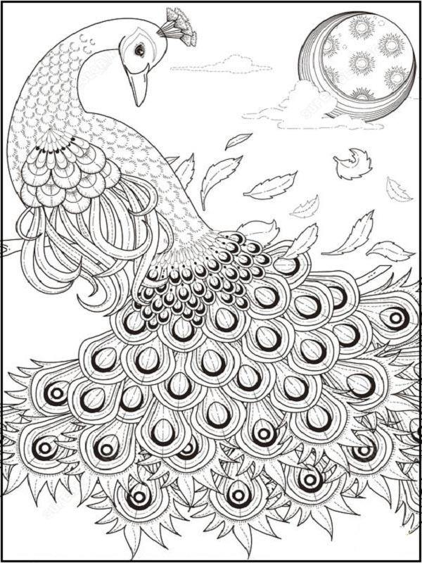 15 Peacock Coloring Pages for Kids to Have Feathery Fun