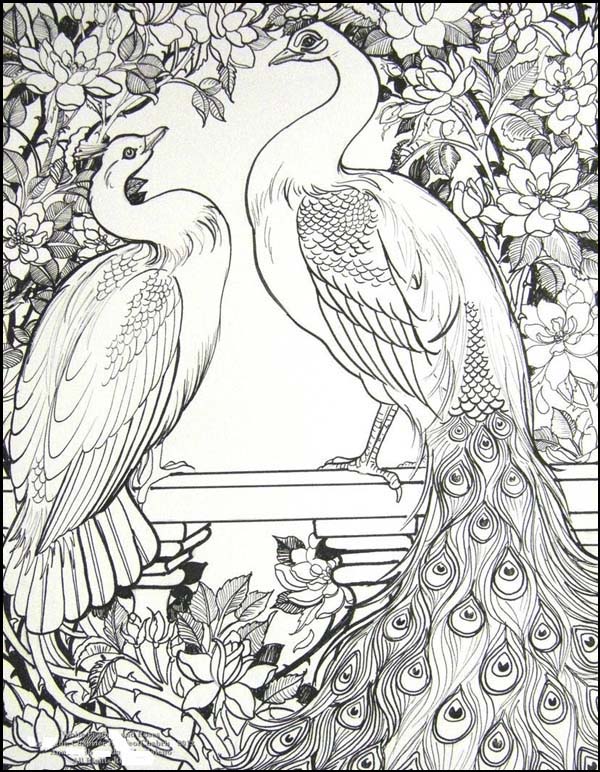 15 Peacock Coloring Pages for Kids to Have Feathery Fun