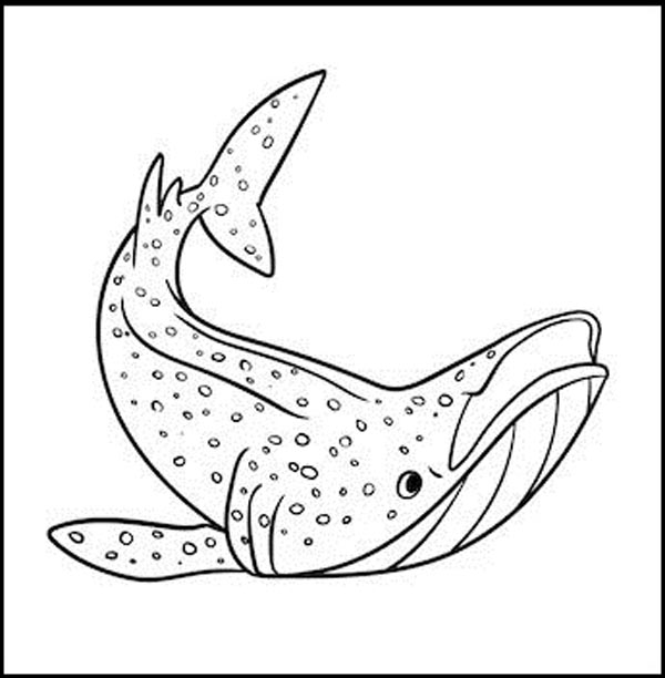 Shark Coloring Pages: Top 15 Color Sheets for Kids of all Ages