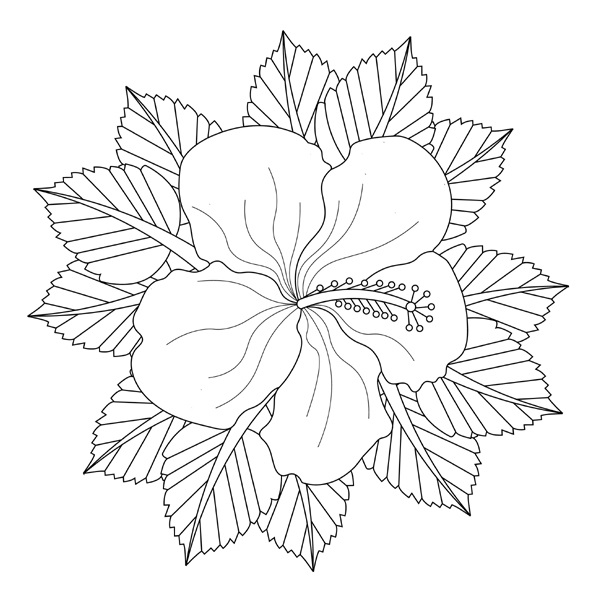 Flower Coloring Pages: 15 Beautiful Floral Patterns