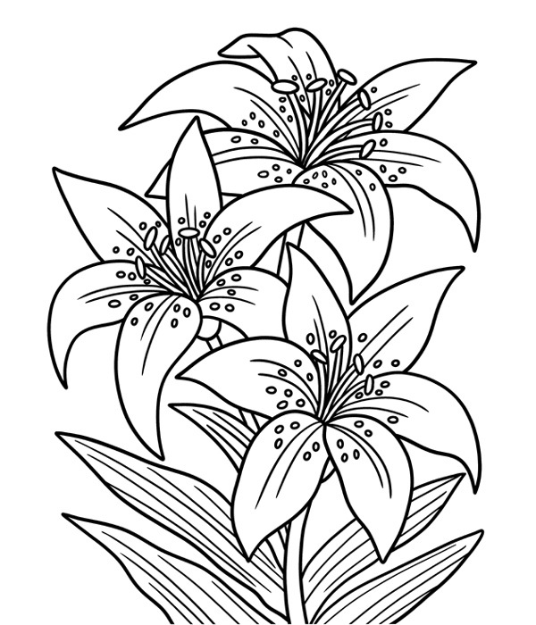 Flower Coloring Pages: 15 Beautiful Floral Patterns