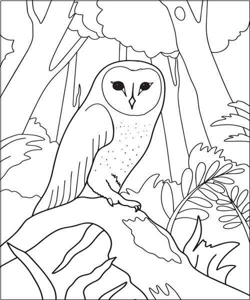 15 Owl Coloring Pages Collection for Endless Inspiration