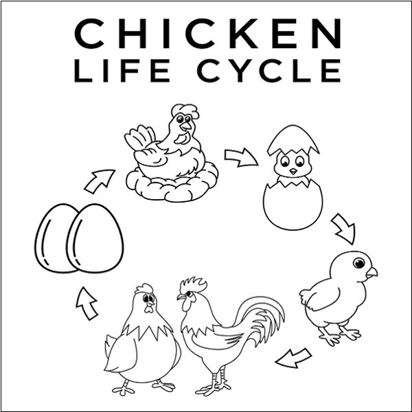 15 Exceptional Chicken Coloring Pages for Creativity and Fun