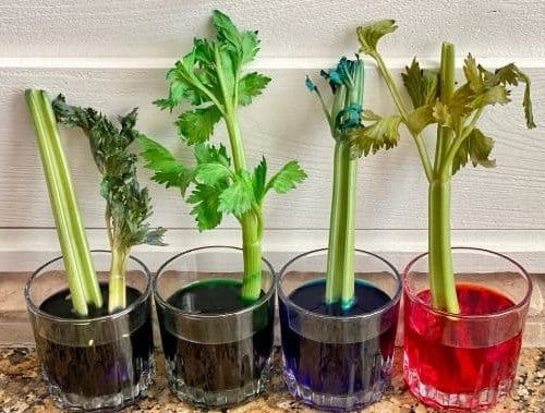 20 Easy &amp; Fun Science Experiments That Will Amaze Kids of All Ages