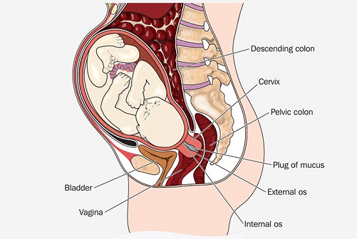 Spotting During Pregnancy: Causes and Symptoms | I Fashion Styles