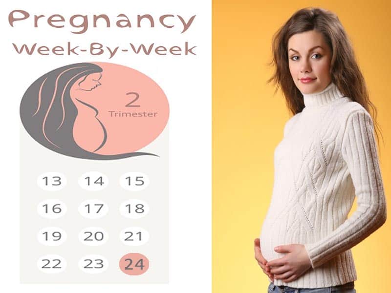 24 Weeks Pregnant - Symptoms and Fetal Development