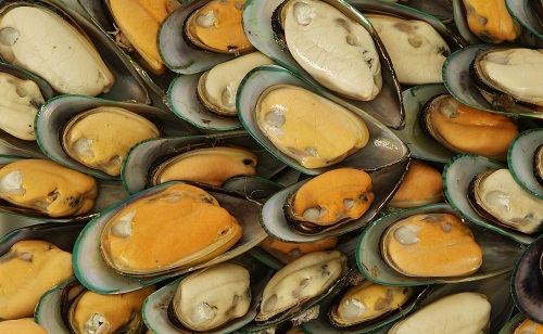 Can you Eat Mussels when Pregnant? | I Fashion Styles