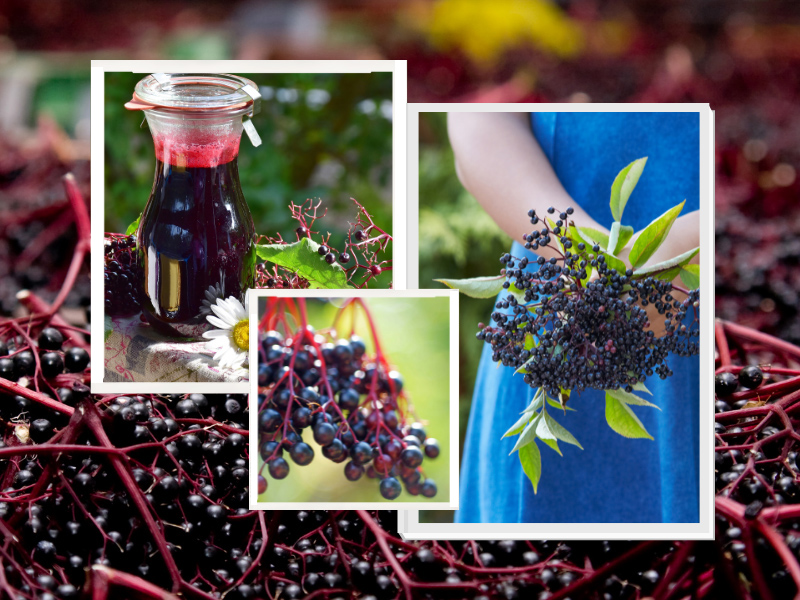 Elderberry During Pregnancy: Nutrition Facts and Benefits