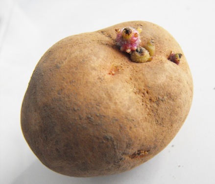 List of Vegetables To Avoid During Pregnancy