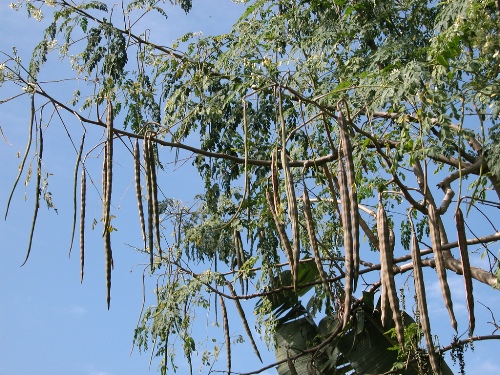 List of Vegetables To Avoid During Pregnancy