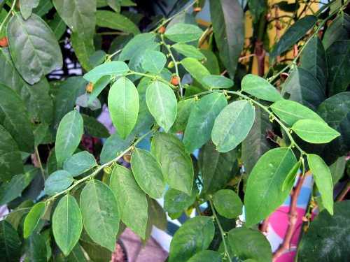 List of Vegetables To Avoid During Pregnancy