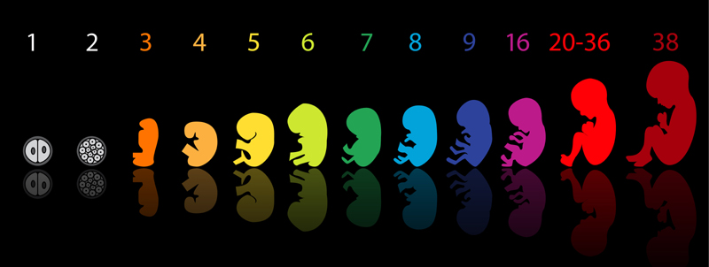 Pregnancy Stages: First Trimester To Third Trimester