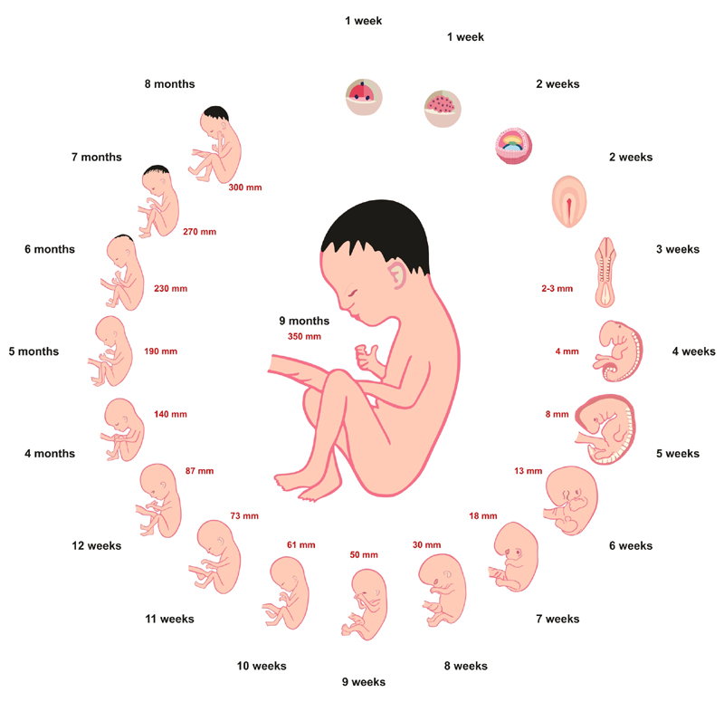 Pregnancy Stages: First Trimester To Third Trimester