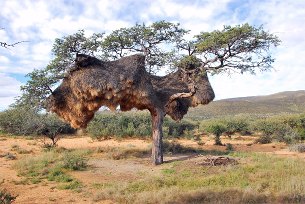 Honeymoon in South Africa: 9 Best Romantic Places to Visit