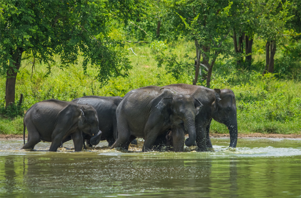 Sri Lanka Honeymoon Places: 9 Most Romantic Getaways